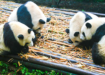 Giant Pandas, Chengdu