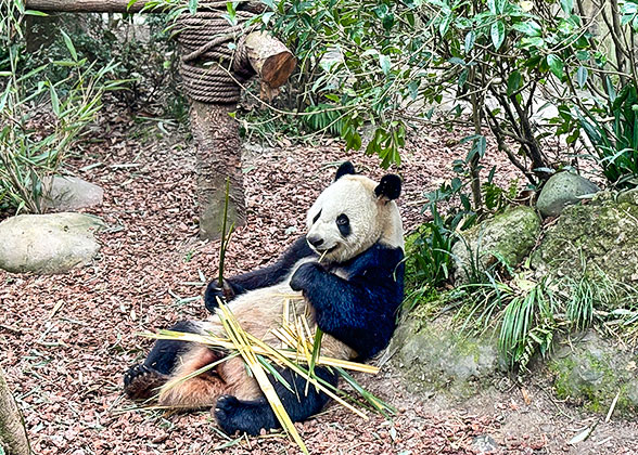 Cute Panda at the Chengdu Research Base