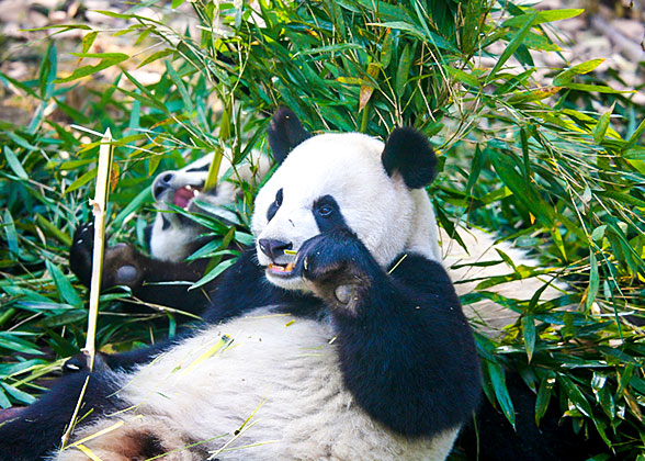 Cute Pandas at the Chengdu Research Base
