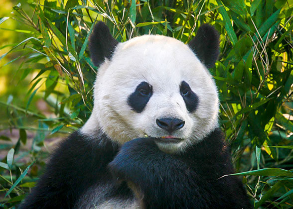 Cute Panda at the Chengdu Research Base