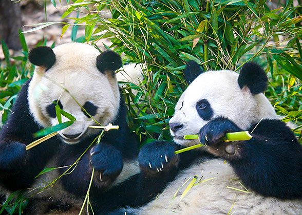 Pandas in Chengdu