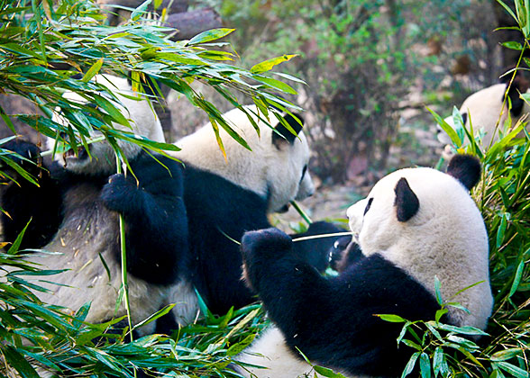 Giant Pandas in Chengdu