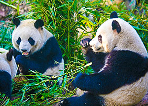 Giant pandas
