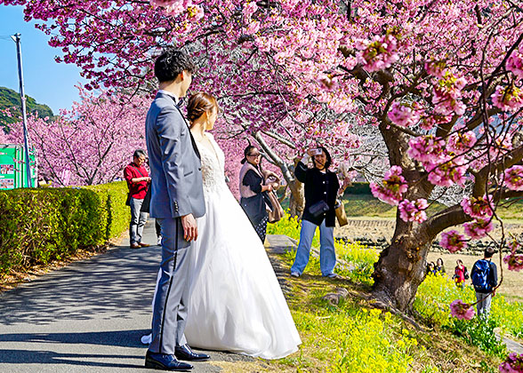 Cherry Blossom in Japan