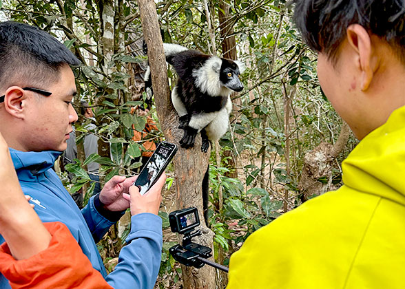 Spot Lemurs in the Park