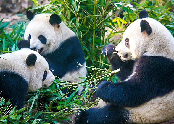 Giant Pandas, Chengdu