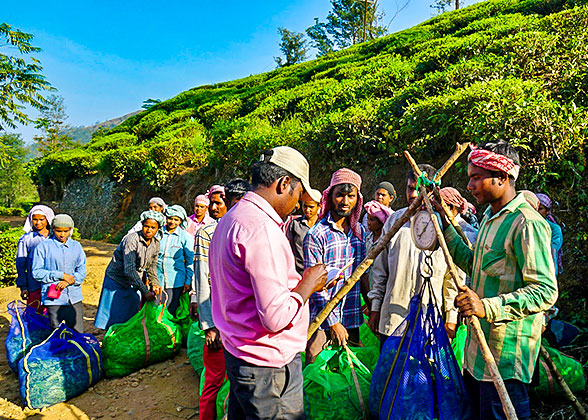 Tea Plantation in Sri Lanka