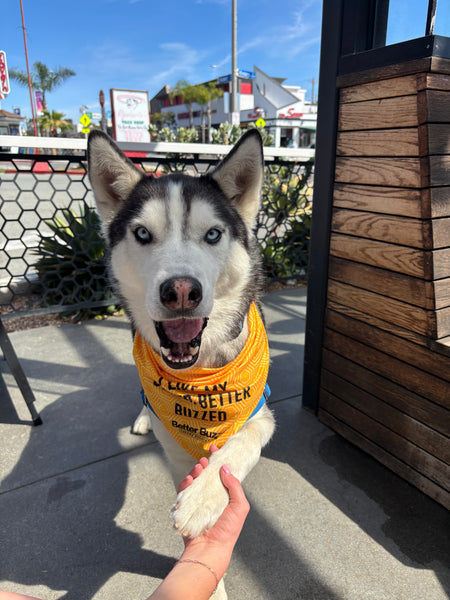Dog Bandana