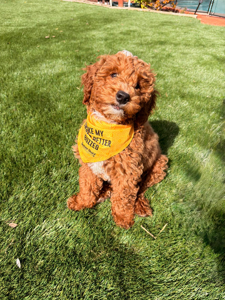 Dog Bandana