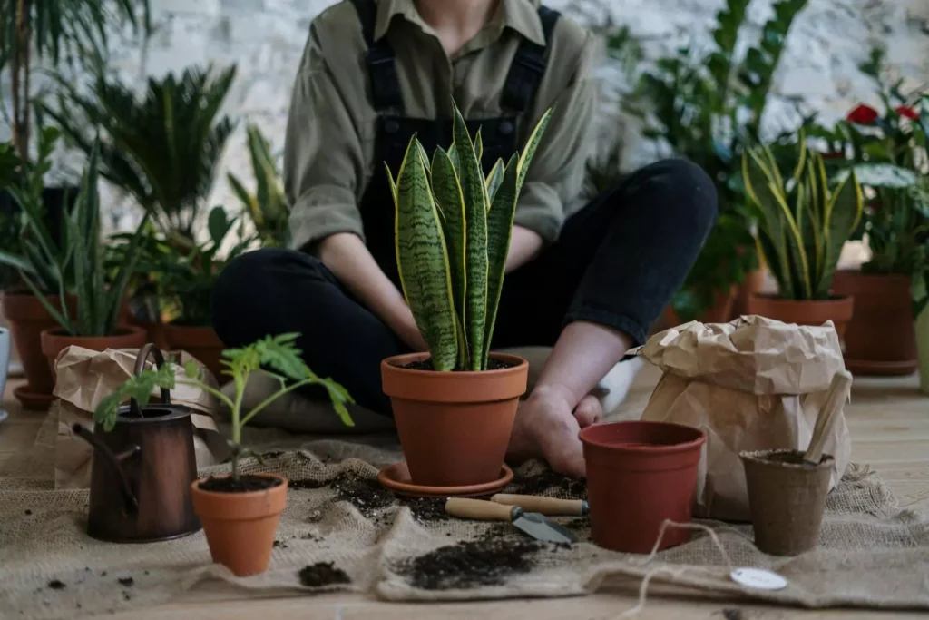a gardener seeing dead plants not as a failure but as an opportunity to try again